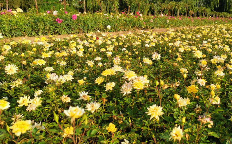 黄陇南月季花展示